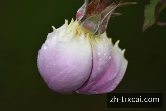 数字时钟与开奖数据时间线示意